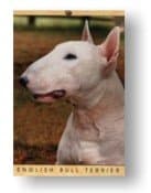 English Bull Terrier Air Freshner