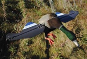 Edge Pro Series Super Lucky Drake Decoy
