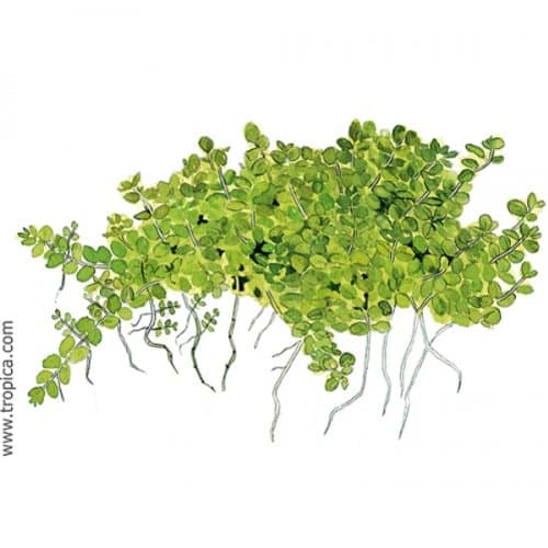 HeMi Anthus Callitrichoides 'Cuba' 048B Pot