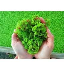Azolla seeds seed/duckweed pack of 100