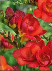 Double Red Freesia Flowers - 20 Bulbs