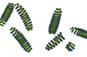 Algae Research Supply Algae Culture Spirulina, Perfect for School Science Fairs/Projects, Experiments & Classrooms (50mL)