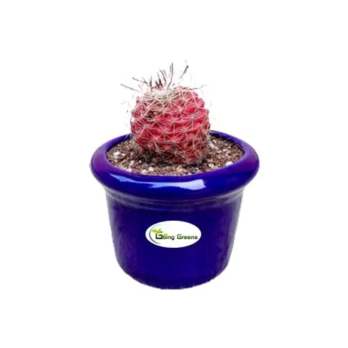 Going Greens Notocactus Rutilans/Pink Ball Cactus with Blue Ceramic Pot