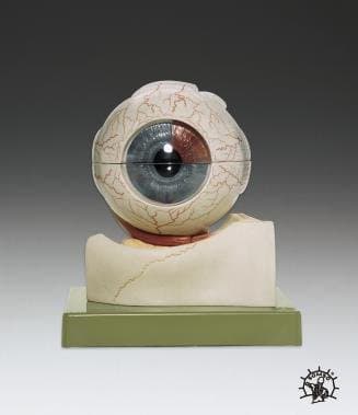 Eye Deluxe SOMSO CS1 Anatomical Model LFA # 2038