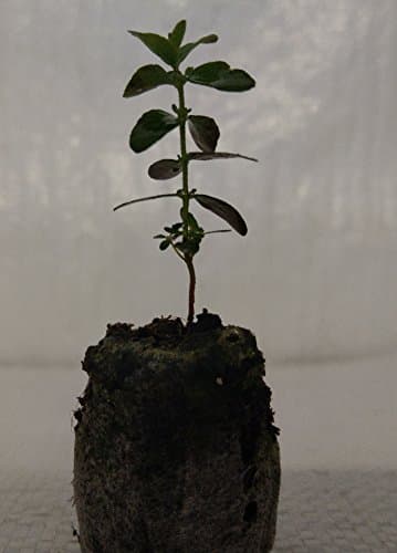 Eucalyptus Gunnii, Cider Gum, Plug Plant Seedlings.