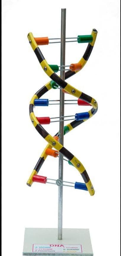 Make Gold-Dna Model For Science Educational Teaching Instrument Toy