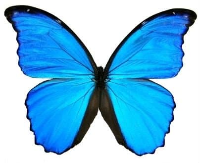 Amazon Butterfly: Blue Morpho didius Airtight Acrylic Frame (10" x 10" x 1.5")