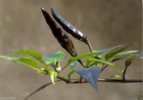 Vietnamese Devil pepper - Small,Black (25 Seeds) Super Hot,Very rare,