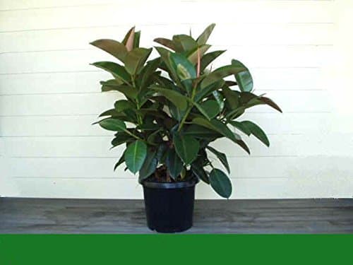 10 Ficus Elastica “Decora” (Indian Rubber Tree) Seeds