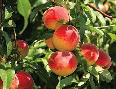 Dwarf Red Haven Peach Tree - Grow a Dessert Peach and its Remarkable Flavor!