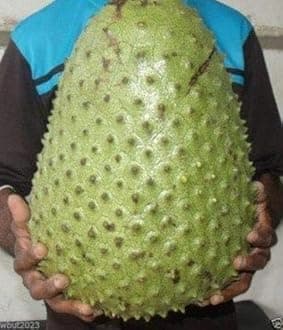 Sweet & Rare Big size Soursop Annona Muricata Fruit Live Plant, Corossol Tree Lakshman Phal Graviola Mullatha Plant Medicinal (1 Healthy Live Plant) Plant Height 1.5Ft - 2Ft