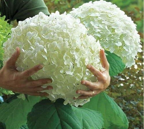 20 pcs hydrangea seed, Flower Seeds Hydrangea, Garden Flowers Seeds Outdoor Plant for Home & Garden Natural Growth for Garden Planting
