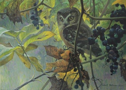 Robert Bateman - Saw Whet Owl And Wild Grapes