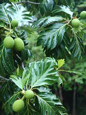 Creative Farmer Fruit Plant Bread Breadfruit Seedless Tasty Tropical Live Philippines All Season Container Suitable Plant Garden Plant(1 Healthy Live Plant)