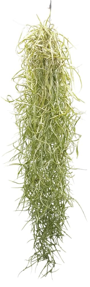 Tillandsia usneoides, Air Plants