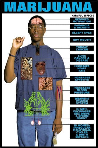 Harmful Effects of Marijuana 24" X 36" Laminated Poster