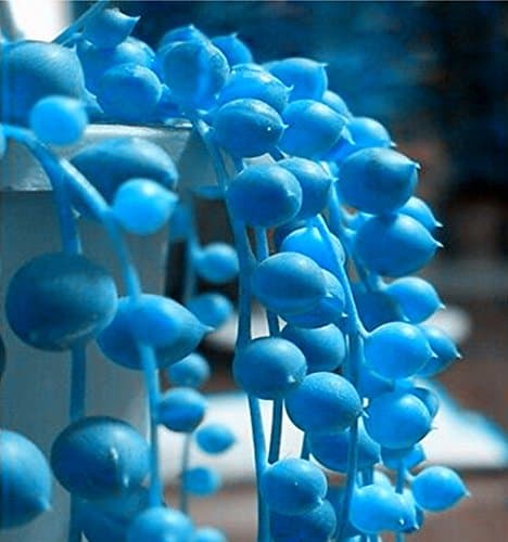 Nema Senecio Rowleyanus Seeds-Blue-100 Pcs