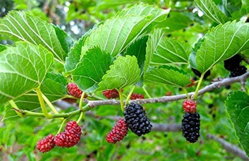 Red Mulberry Tree - Morus Rubra - Live Plant - Not Dwarf