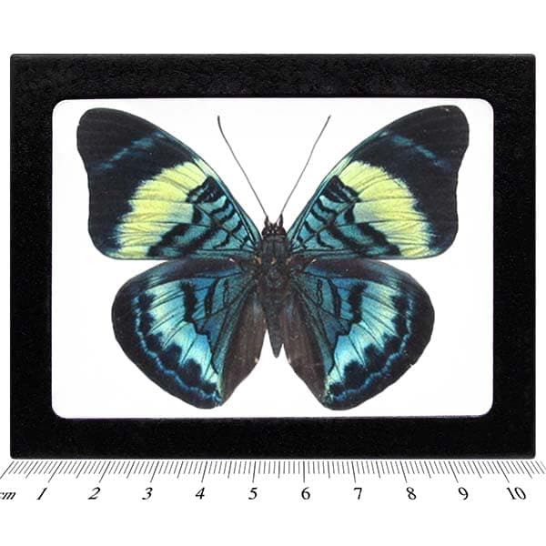 BicBugs Panacea prola Real Framed Butterfly Blue Green Peru