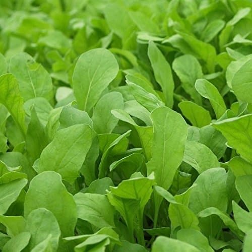 Bulk Non GMO Arugula Seeds (1/2 lb) 82,500 Seeds
