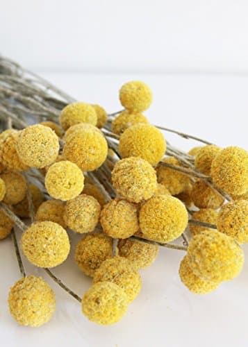 Hammelmans Pack of 30 - Dried Billy Button Craspedia