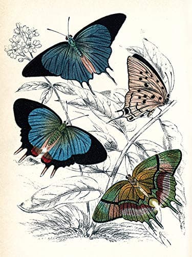 Piddix Butterflies Canvas, Multicolour, 30 x 40cm