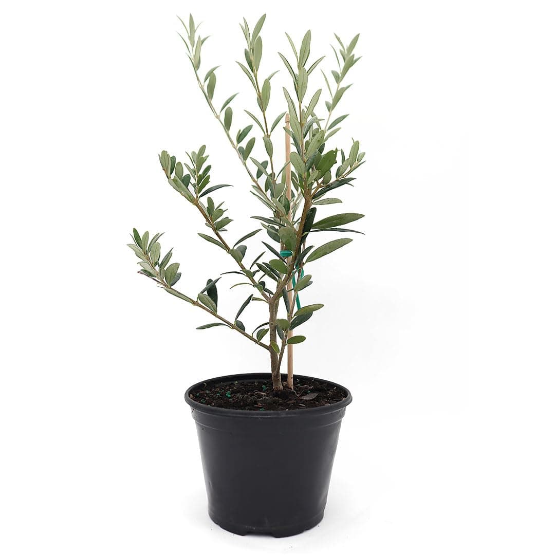 Arbequina Olive Tree – Live 5-Inch Pot, Fruit Bearing Tree, Cold Hardy Edible Variety for Containers, Patios, and Mediterranean-Inspired Gardens