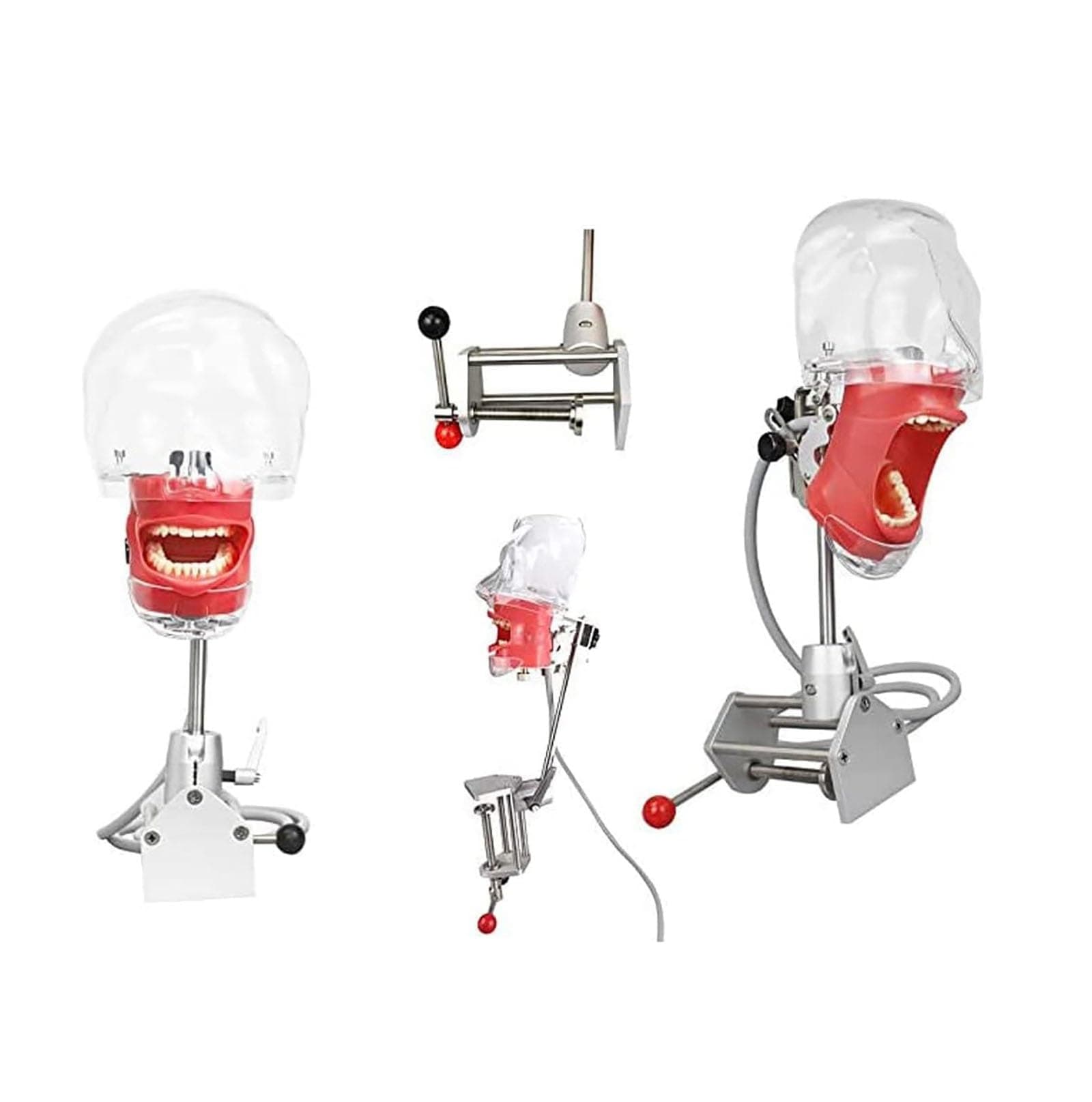 ALCOFA Dental Simulator Mannequin Head Teeth Model Manikin Phantom Head Training Bench Mount Fix on Desk Clip Rotating Freely Dental Teaching Practicing Head Mold Suitable