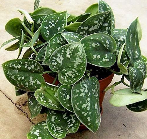 ExoticRarePlants Satin Pothos Philodendron Plant (Silver)