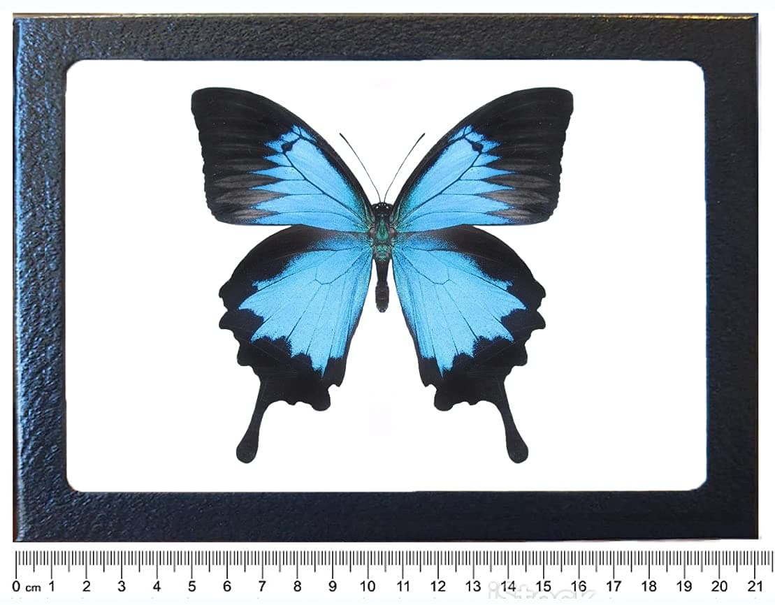 BicBugsP. ulysses blue black butterfly Indonesia FRAMED