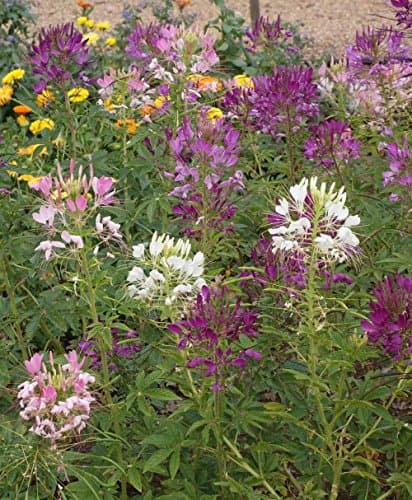 500 Spider Plant Seeds in Each Packet