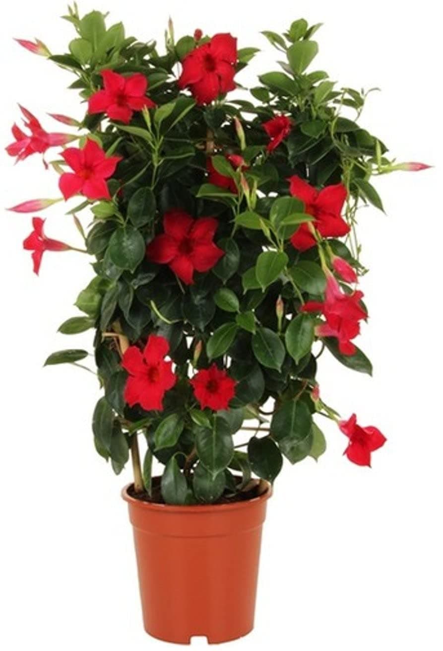 Mandeville Flower Plant [UUU1]