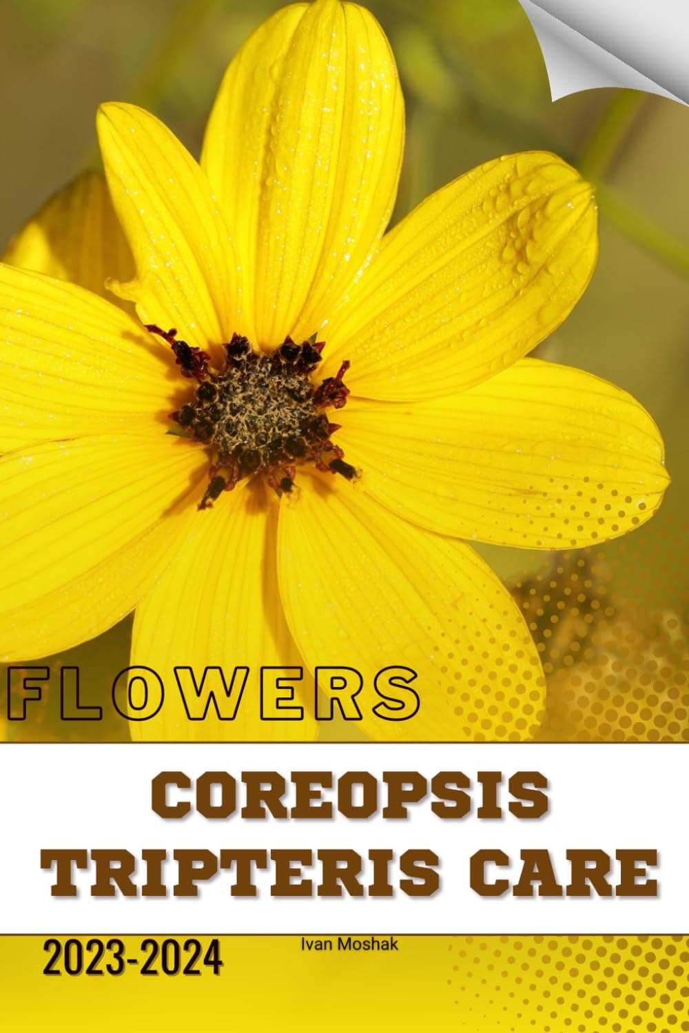 Coreopsis Tripteris Care: Become flowers expert