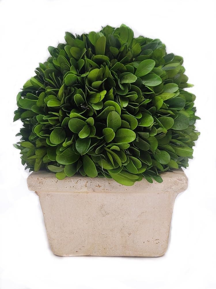 Preserved Boxwood Medium Ball on Square Pot 8" Height