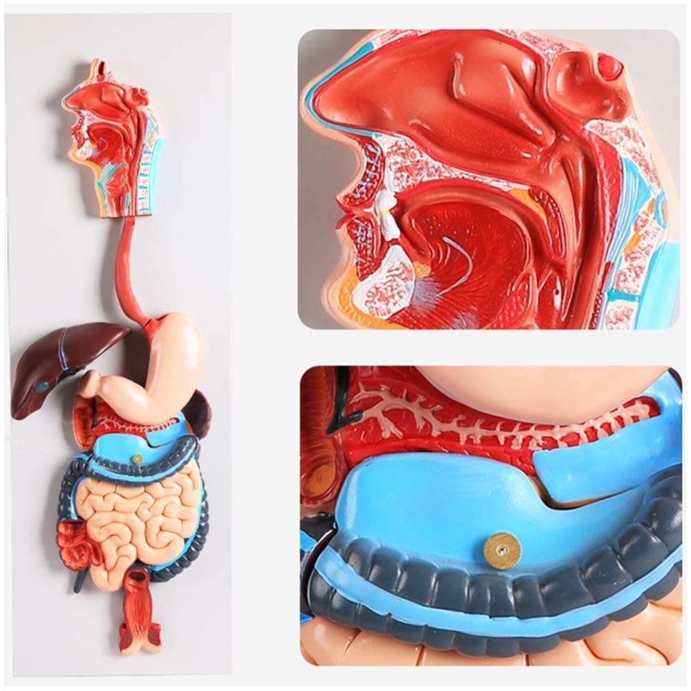 WEHOLY Educational Model Human Digestive System Model - Human Organ Anatomy Model - Three-Dimensional Digestive System Model - Stomach Anatomical Model - for Medical Educational Training