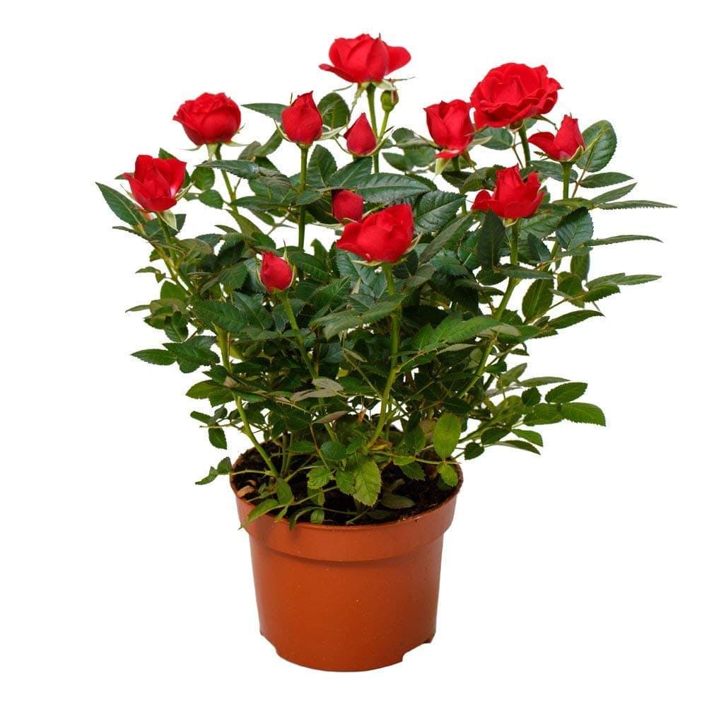 GET SOME DEALS Pot With Red-white Ruby Rose Healthy Live Plant, 1 Piece