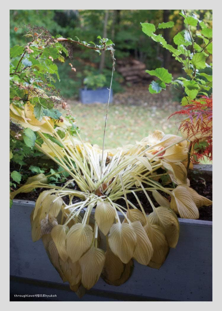 HYUKOH - Through Love Album