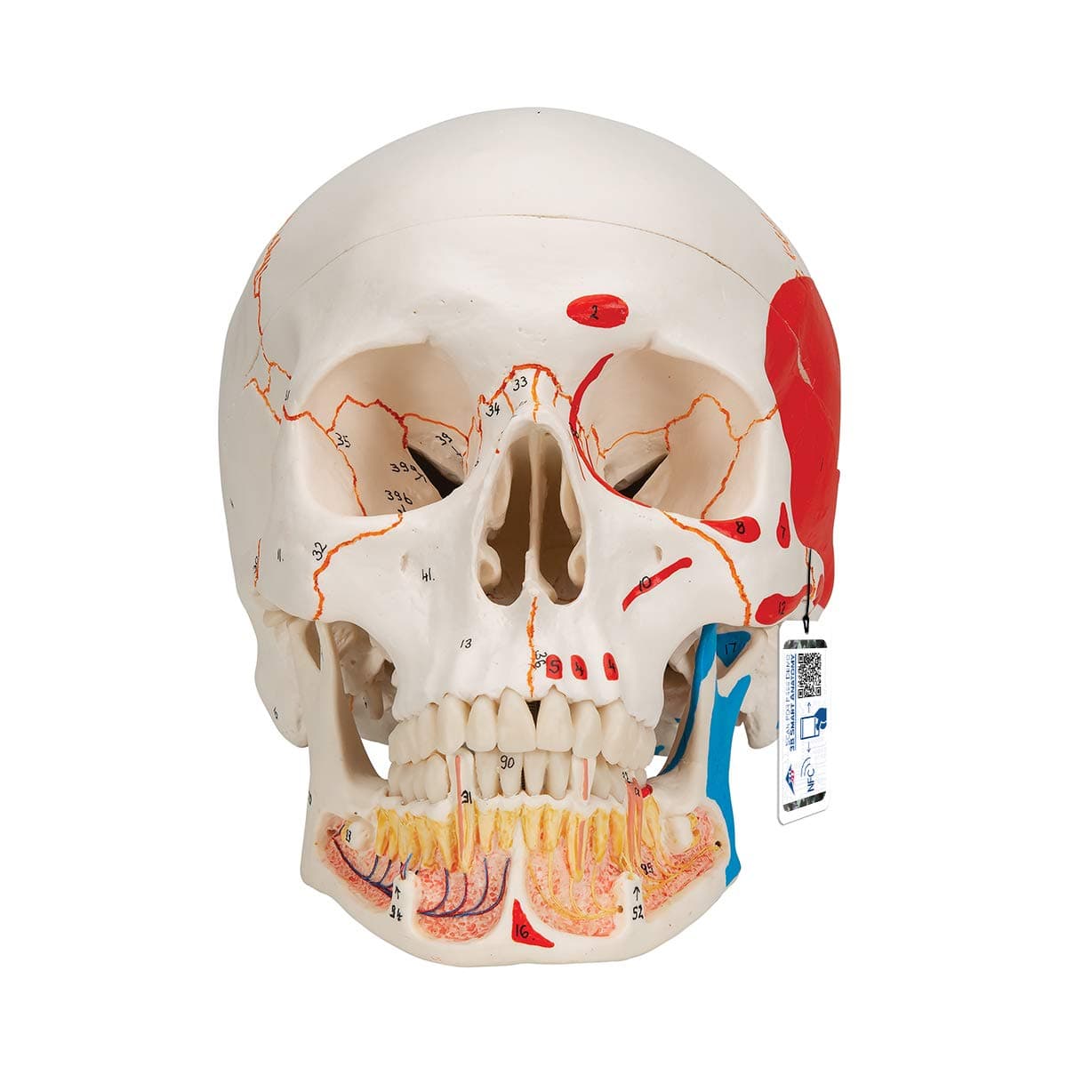 A22/1 Classic Skull wt opened lower Jawpainted3- - 3B Smart Anatomy