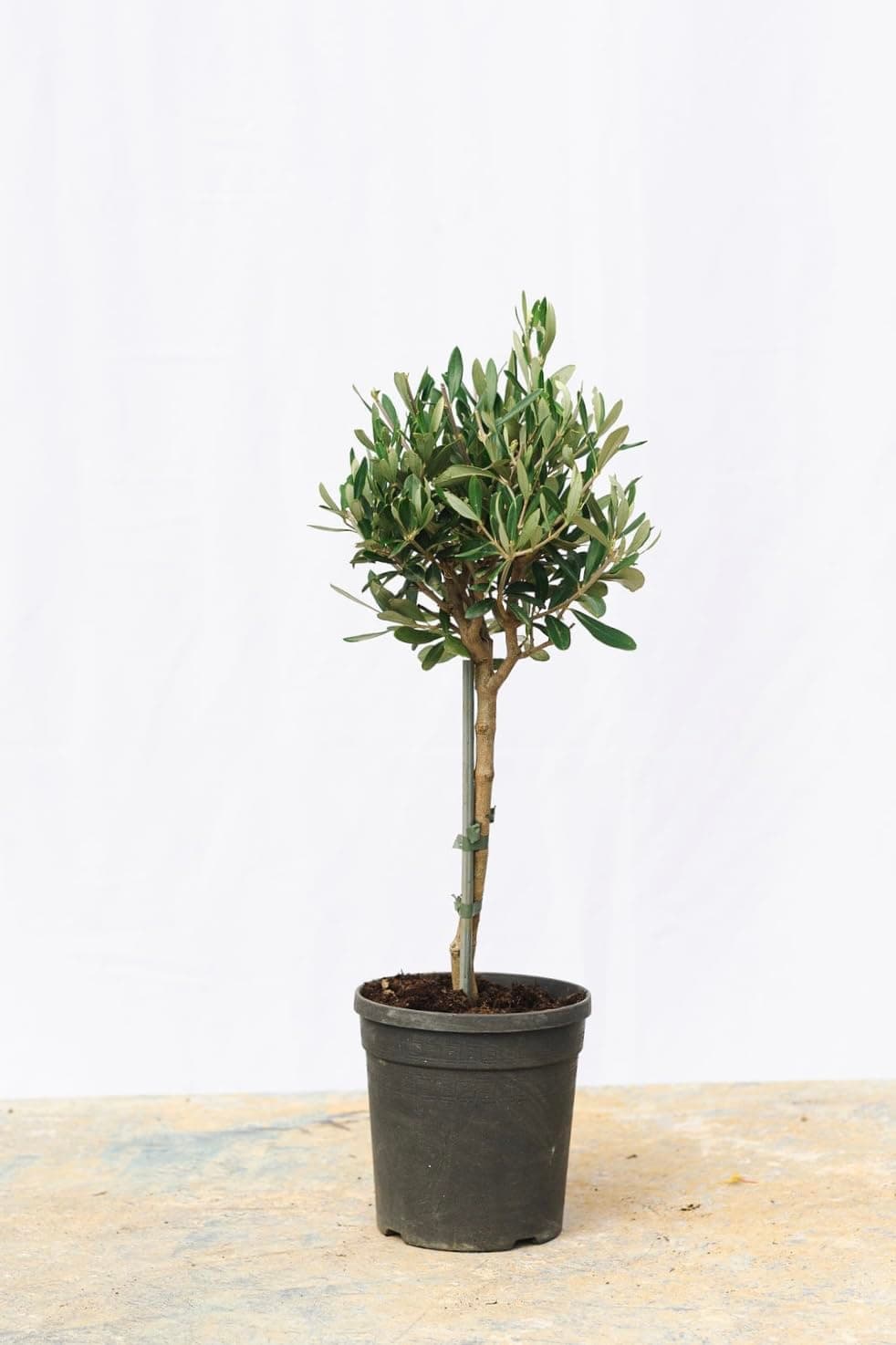 Olea europaea/Olive Tree Mini Standard : 2.5L Pot : 40-50cm High (exc Pot)