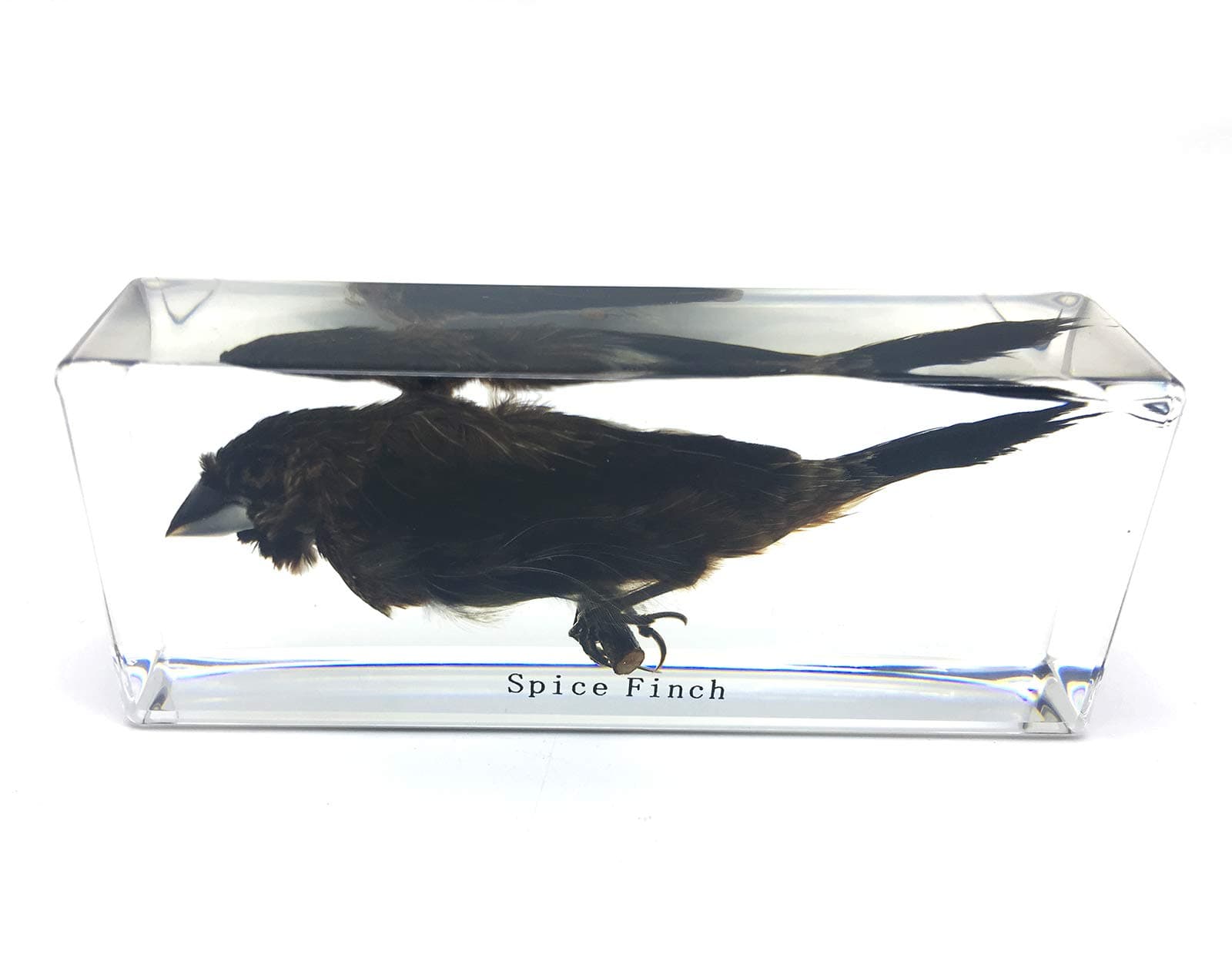 Bird Specimen in Acrylic Block Paperweights Science Classroom Specimens for Science Education