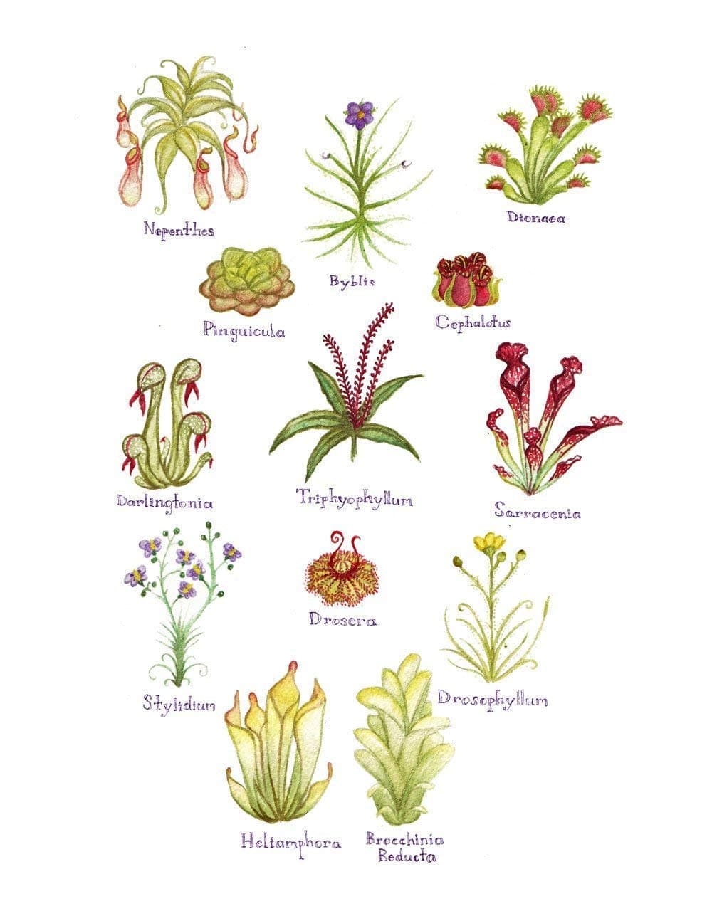 Carnivorous Plants Field Guide Art Print