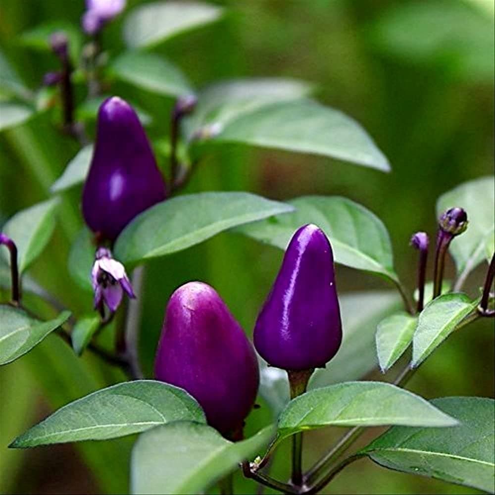 Dwarf Chilli Pepper Little Blue 30+ Seeds for Planting Non-GMO
