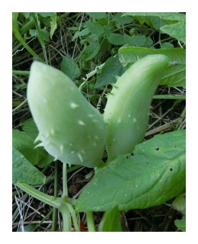 Cyclanthera Pedata - Achocha - Caigua - 10 Seeds