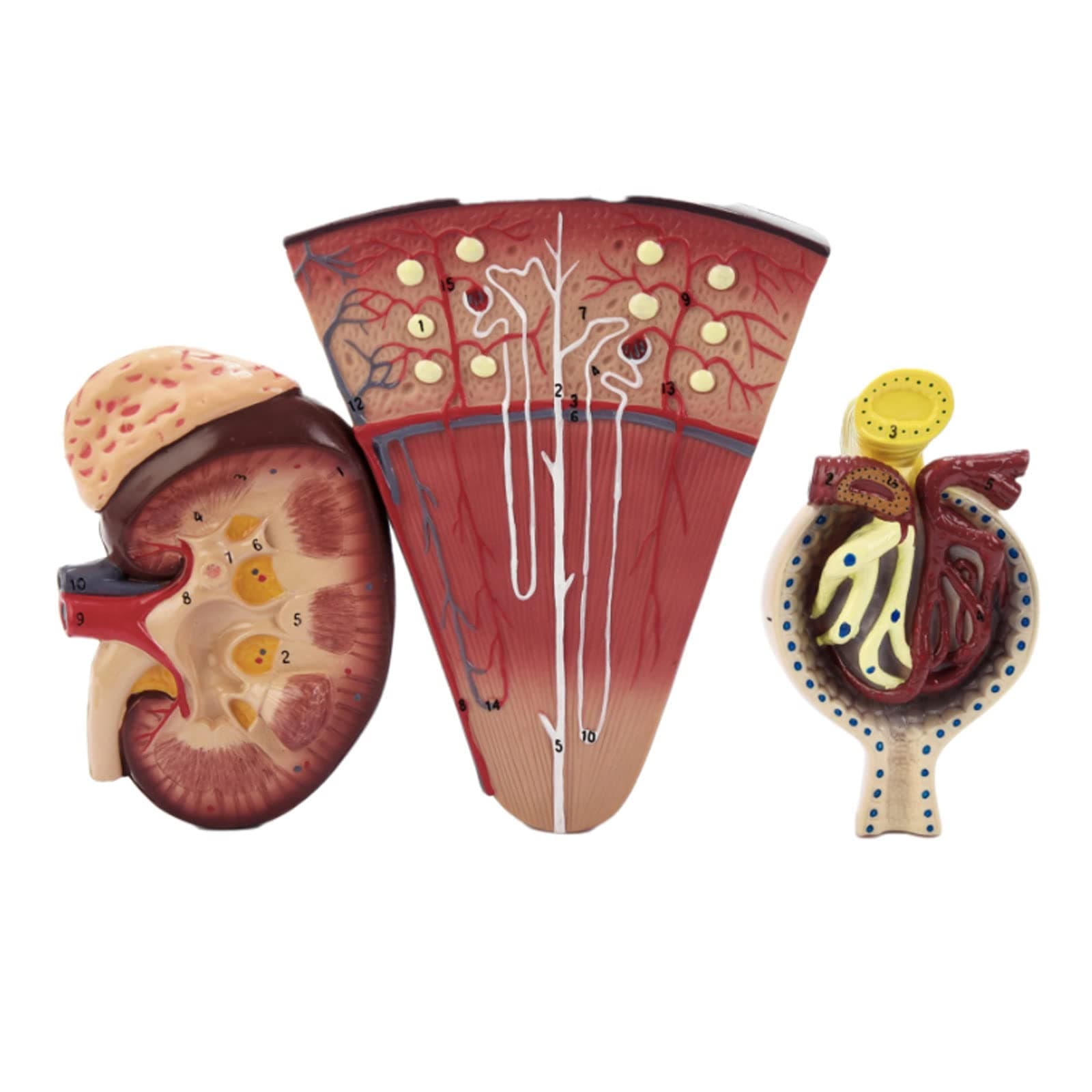 LBYLYH Life Size 3 Pcs Kidney And Urinary System Model Adrenal Gland Nephron Model Glomerular Renal Anatomy Model Kidney Cross Section [Energy Class A]