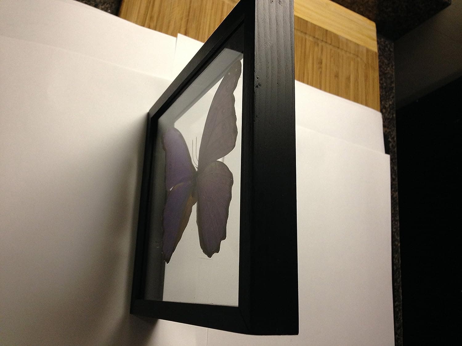 Real Blue Morpho Butterfly Framed and Mounted in Black Display by Ben the Butterfly Guy
