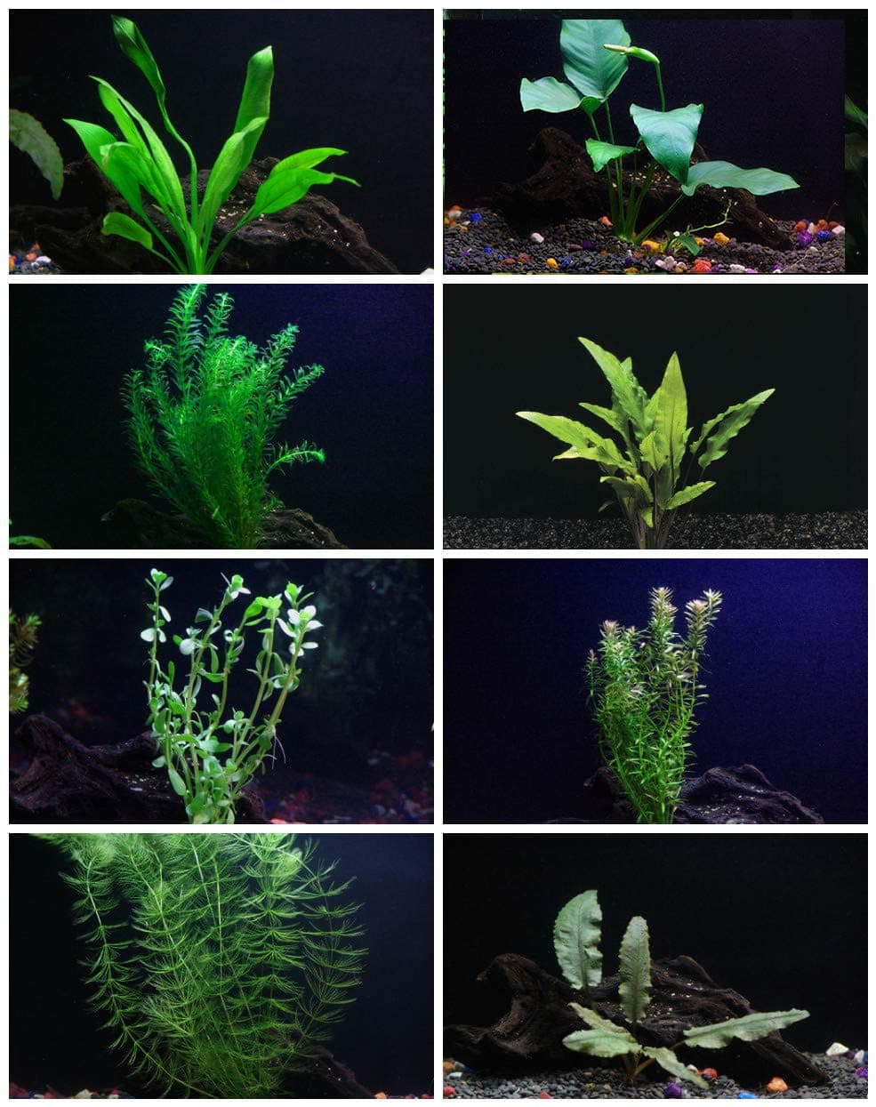 30+ Stem Aquarium Plants Bundle - 8 Species - Anacharis, Amazon, Rotala, Ludwigia and more! by Aquarium Plants Discounts