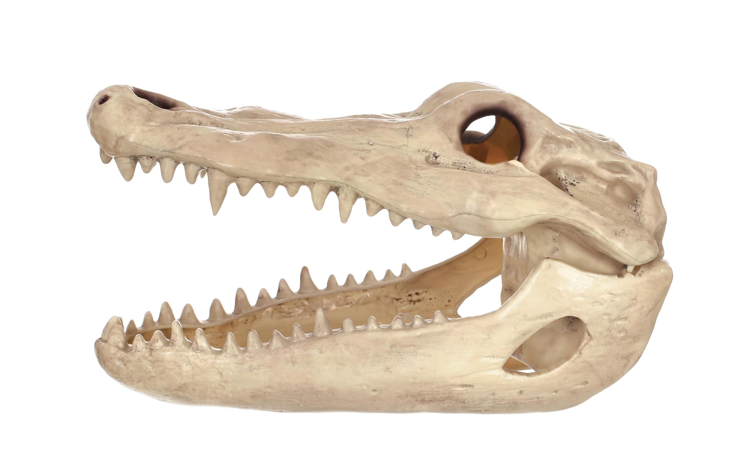 Crazy Bonez Alligator Skull Halloween Skeleton Decoration