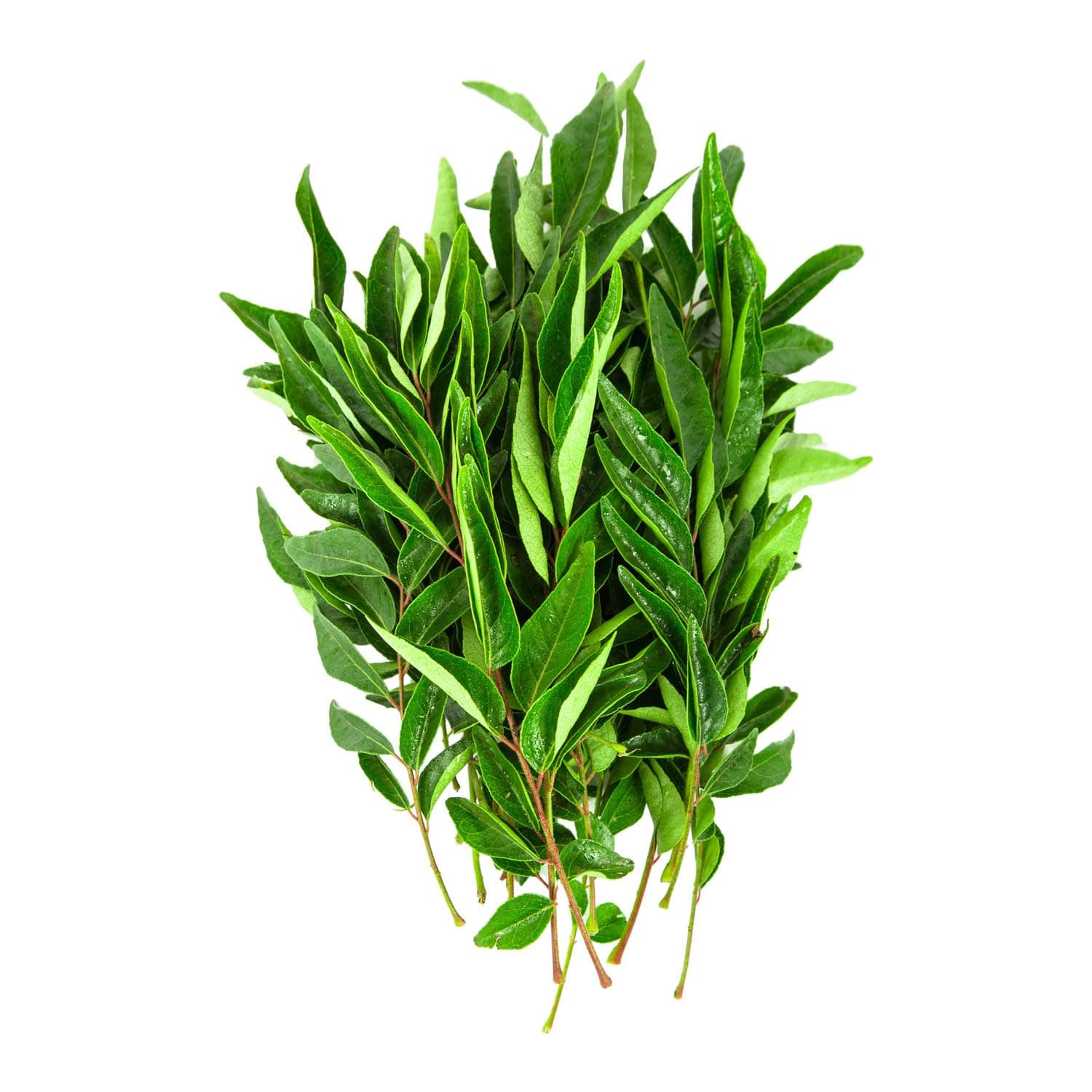 Fresh Curry Leaves India, 50gm Approx.