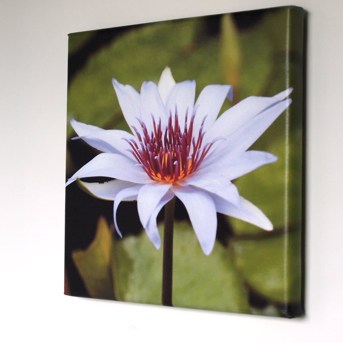 Water Lily 10 x 10 Wrapped Canvas