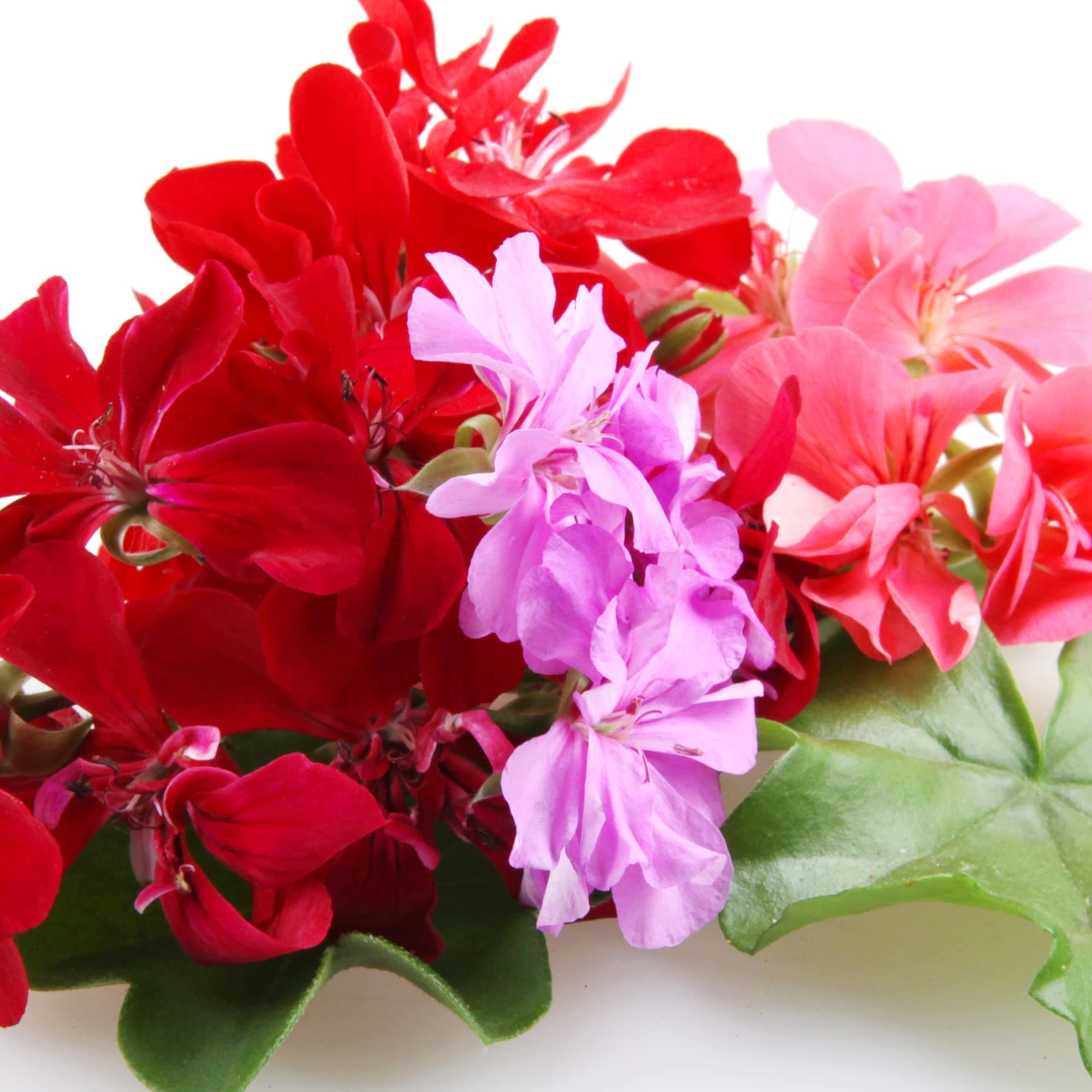 Geranium Plants, 'Mixed', 12 x Compact Plant Pack, Bedding Plants, Geraniums, Mixed Colours, Red and White and Pink, Flowers, Garden Ready and Ready to Plant, Premium Quality Bedding Plants